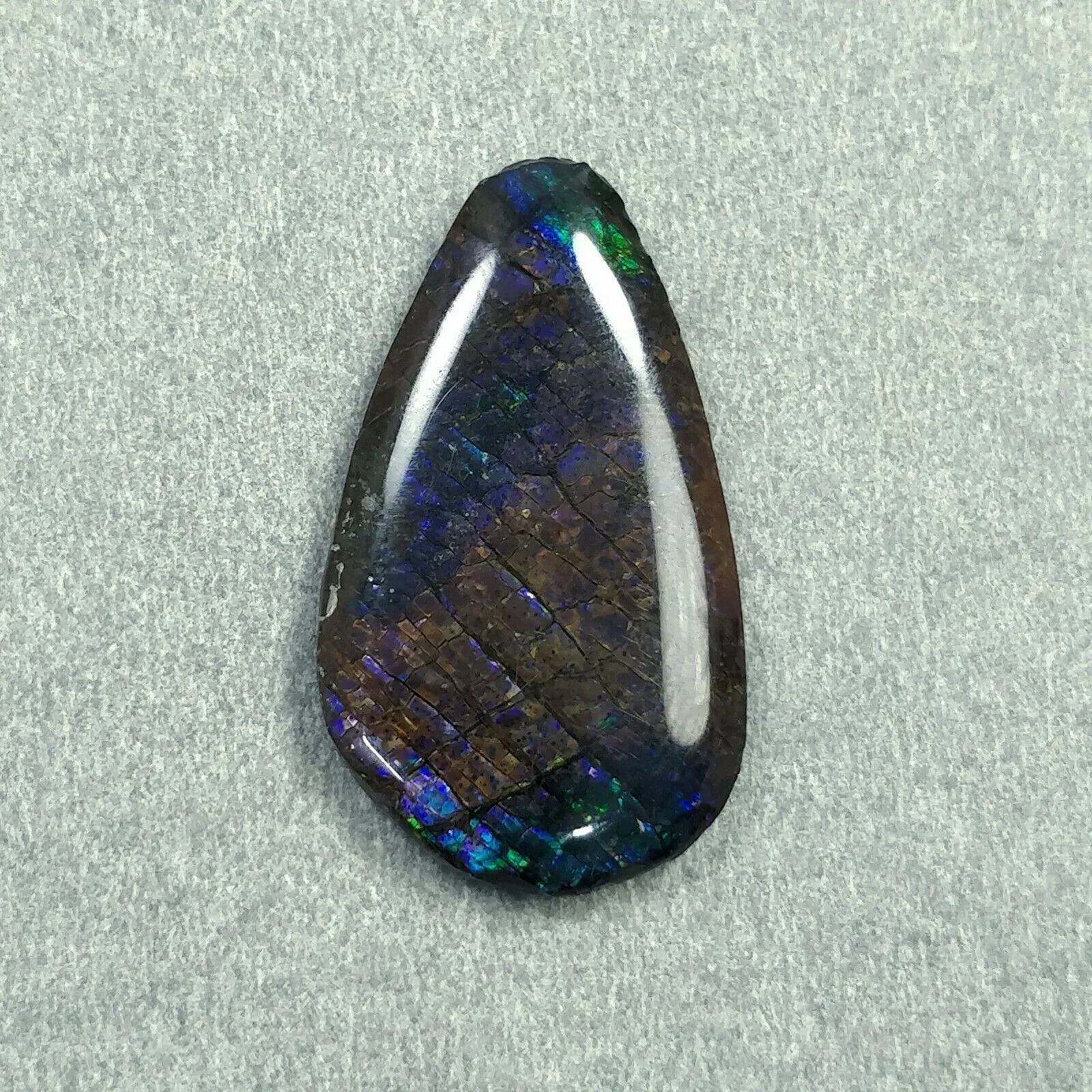 AMMOLITE Gemstone Cabochon : 11.75cts Natural Fossilized Shell Bi-Color Ammolite Uneven Shape 28*16mm (With Video)