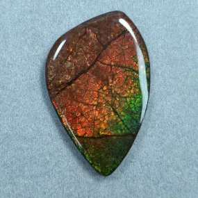 AMMOLITE Gemstone Cabochon : 89.70cts Natural Fossilized Shell Bi-Color Ammolite Uneven Shape 54*35mm (With Video)