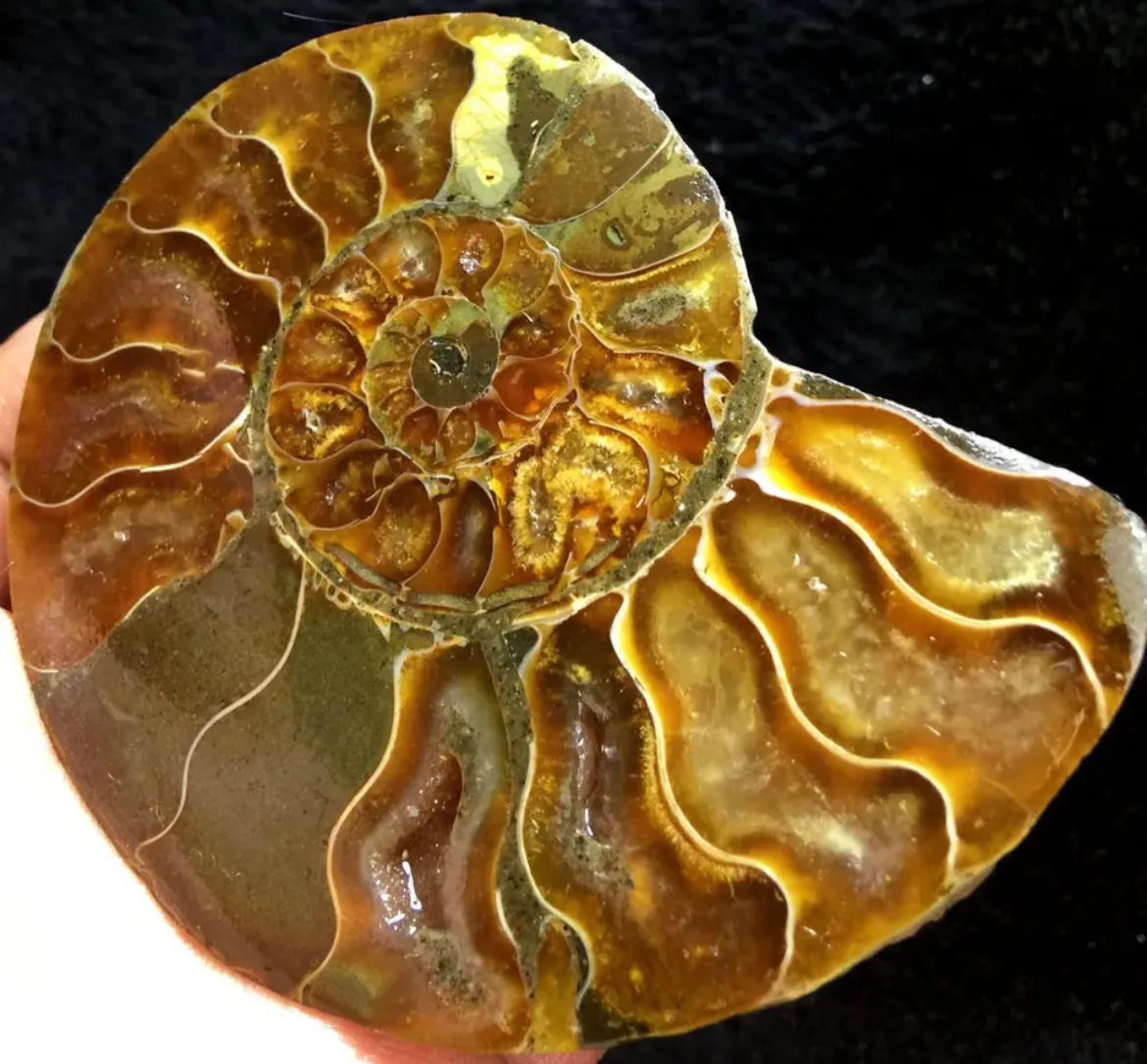 Ammonite Fossil Shell