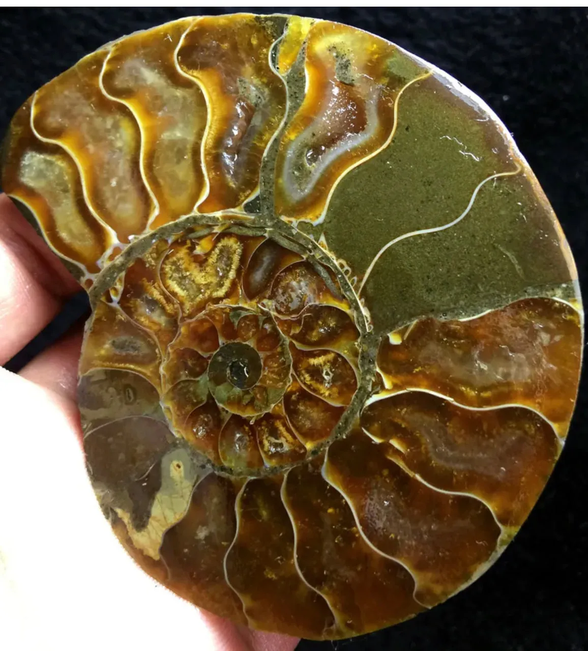 Ammonite Fossil Shell