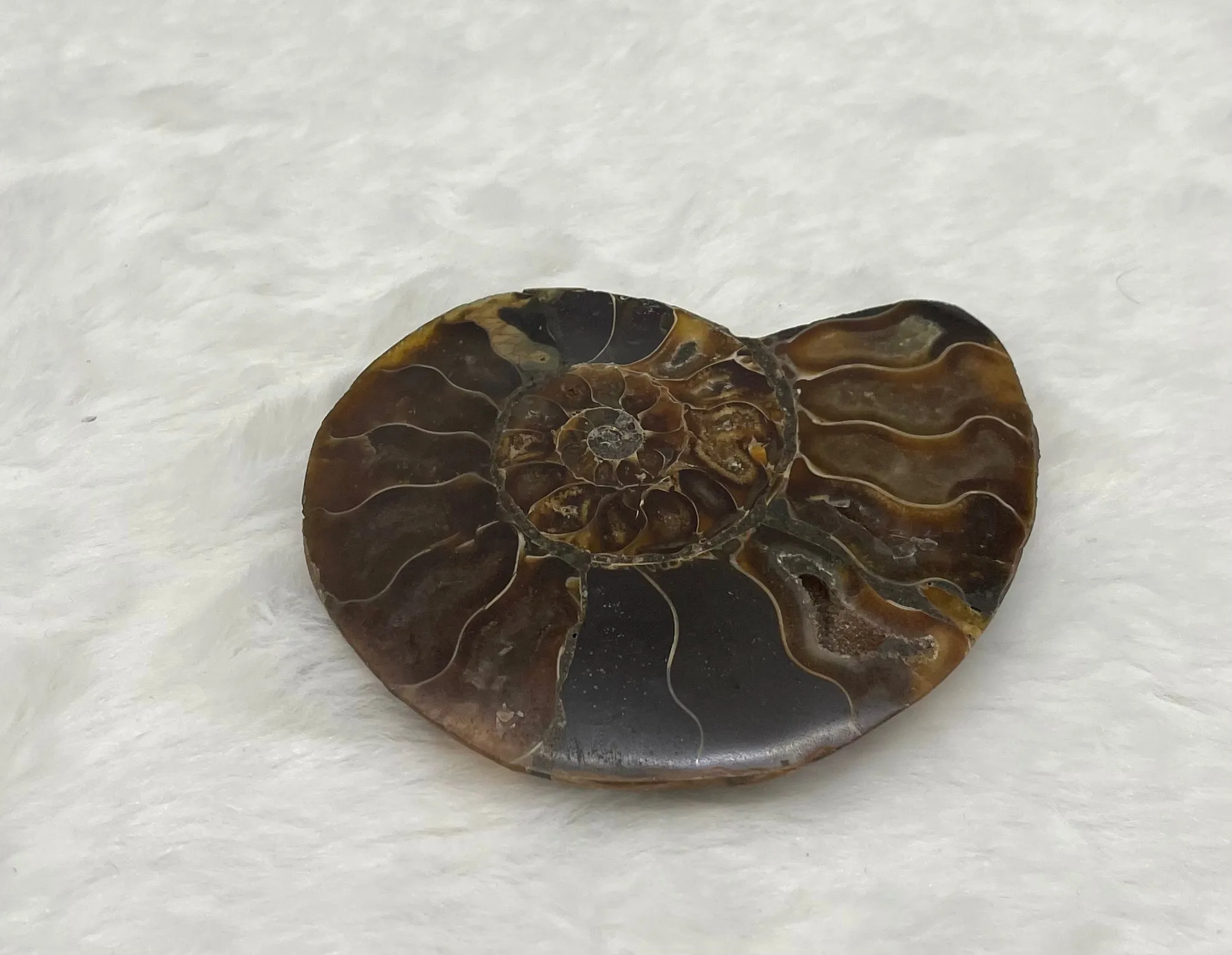 Ammonite Fossil Shell