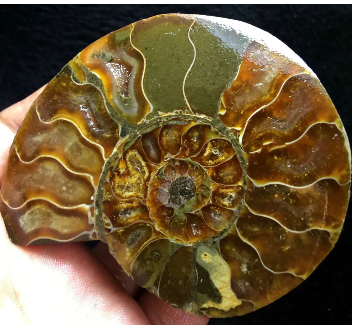 Ammonite Fossil Shell